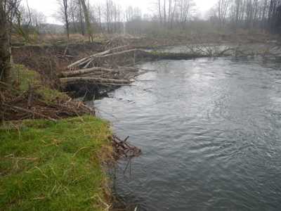 Satsop River Floodplain Restoration Phase II